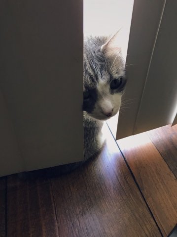 cat and vertical blinds
