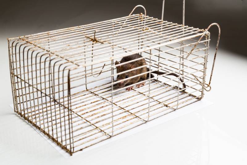 szczur złapany siedzi w klatce